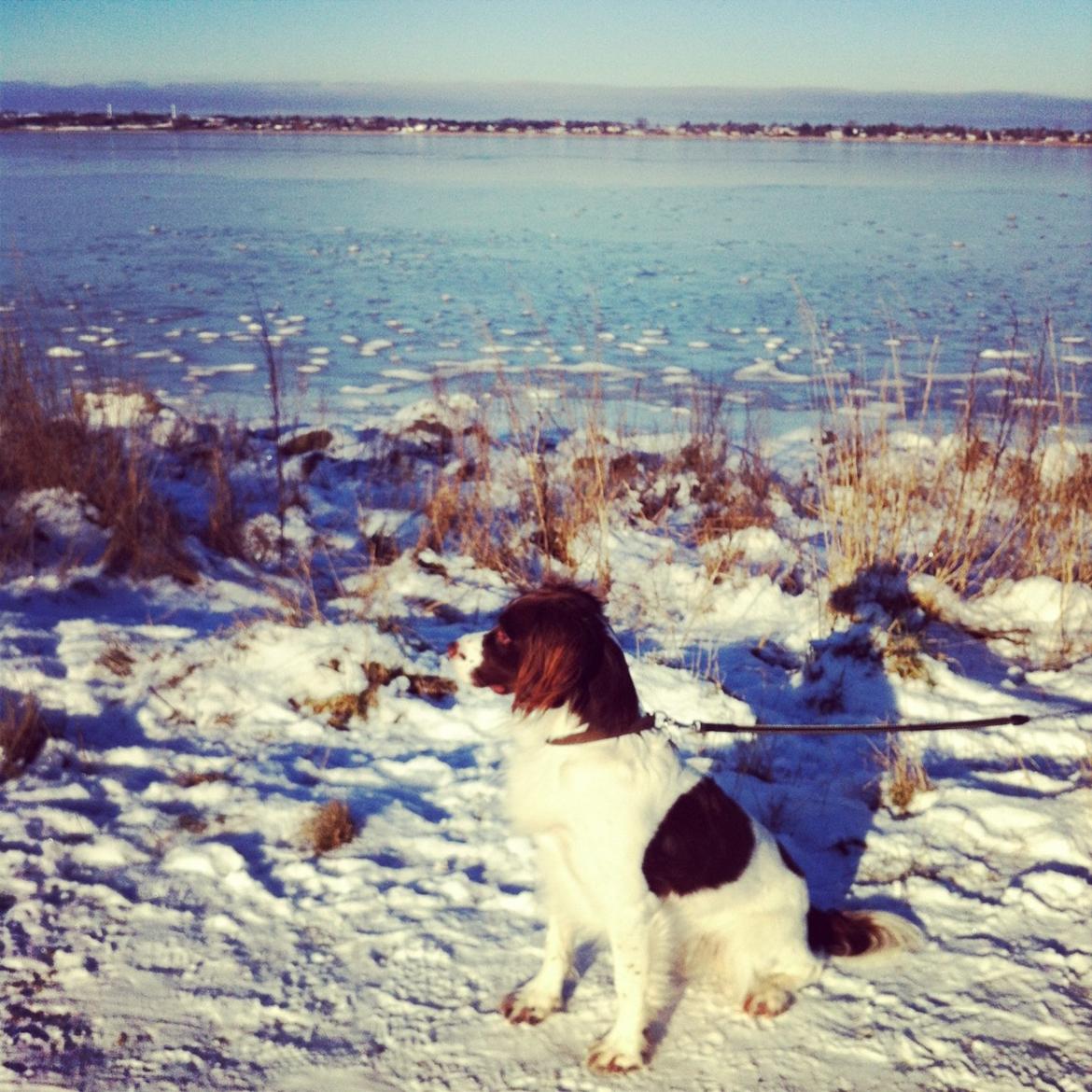 Engelsk springer spaniel Dyrlundgårds Chuck - En skøn vinterdag ved vandet - 2013 billede 11
