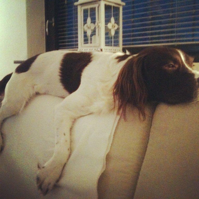 Engelsk springer spaniel Dyrlundgårds Chuck - Vores elskede dreng, når han er træt af, at vente på far kommer hjem :) billede 12