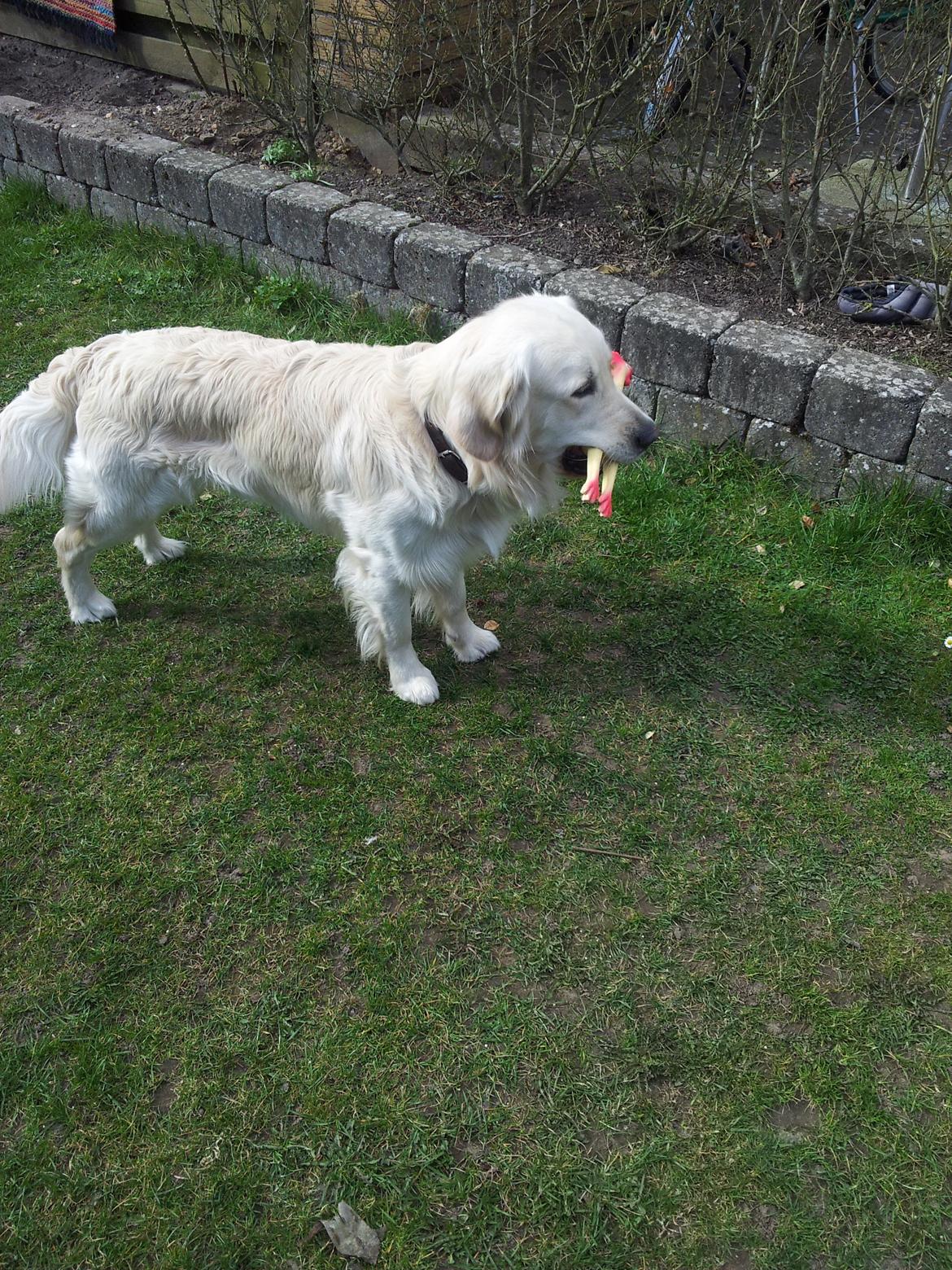 Golden retriever Charlie billede 7