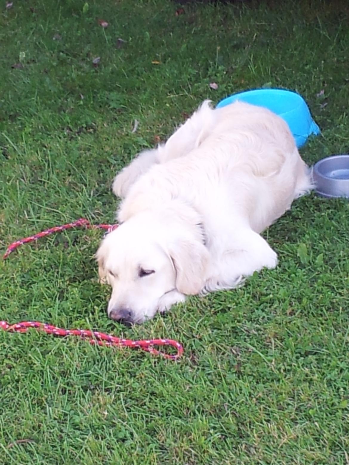 Golden retriever Charlie billede 8