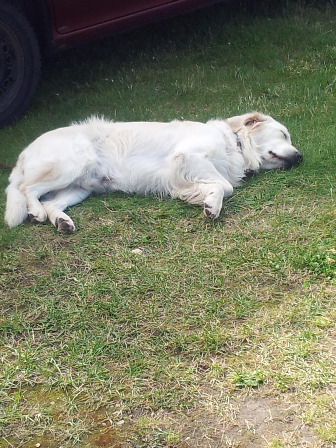 Golden retriever Charlie billede 9