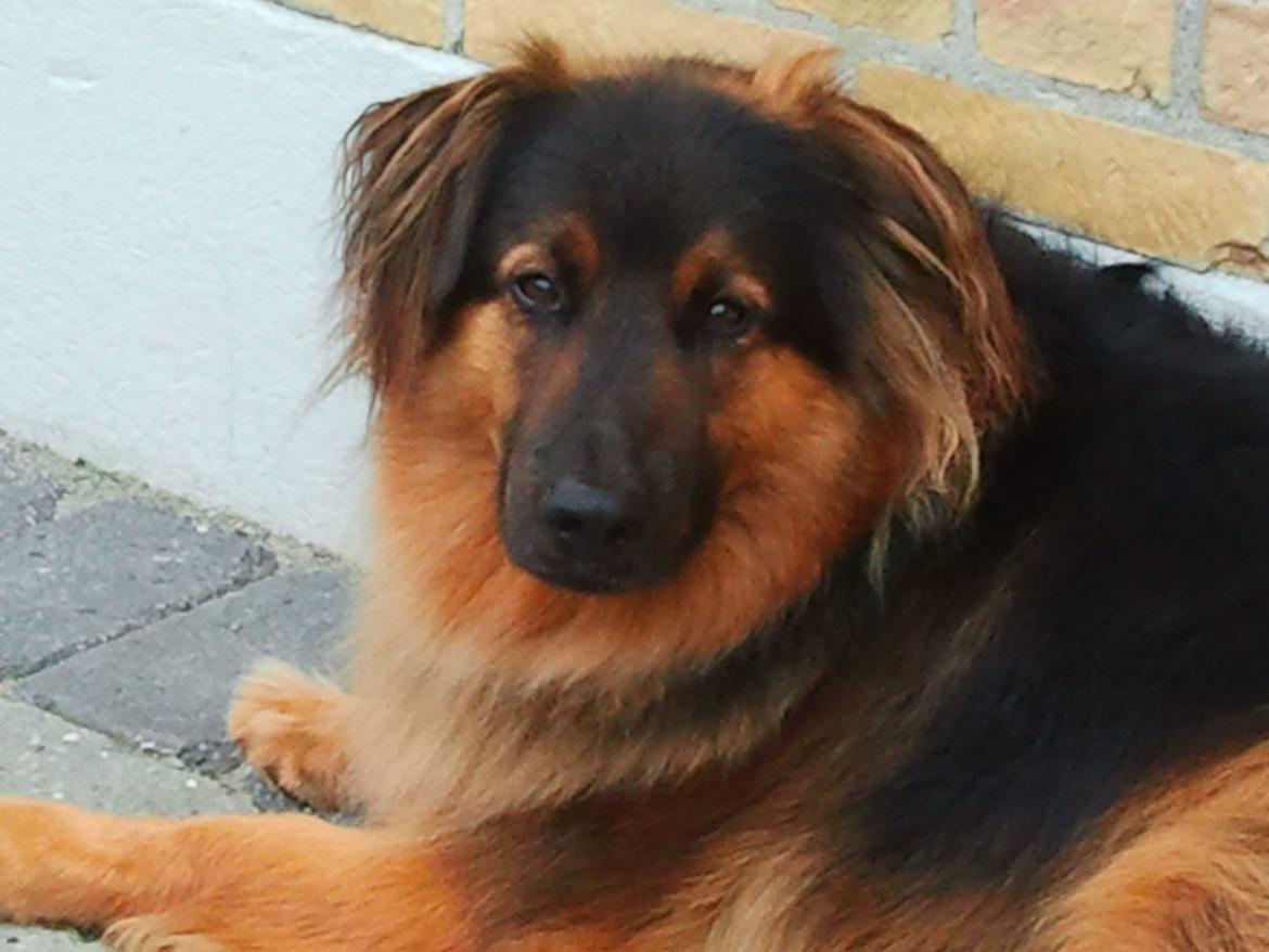 Blanding af racer Valter - Her er jeg. Vinker og siger hej til alle:-) billede 4