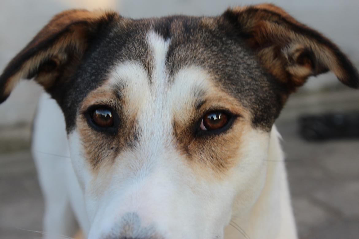 Blanding af racer Zikki - Er jeg ikk´sød?? billede 1