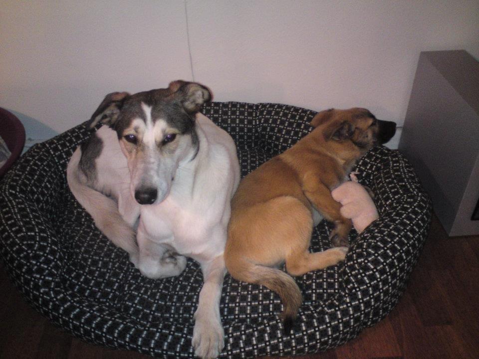 Blanding af racer Zikki billede 4