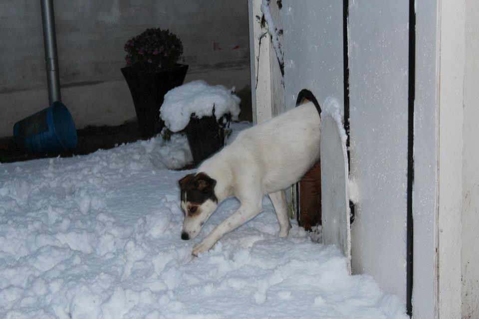 Blanding af racer Zikki - Jeg er lige begyndt at lege i mit hundehus... billede 3