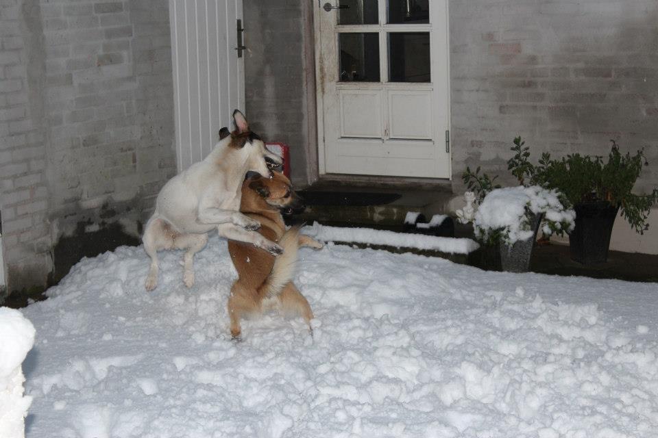 Blanding af racer Zikki billede 5