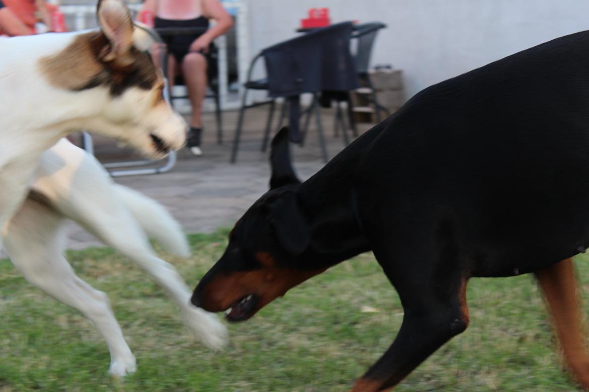 Blanding af racer Zikki - Her er min bedste veninde, hun er lidt bisse sommetider men vi har det rigtig sjovt sammen billede 6