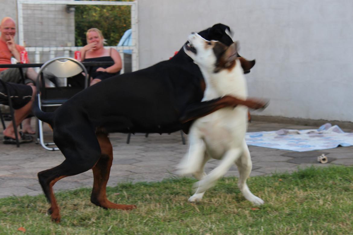 Blanding af racer Zikki - Min veninde kan rigtig godt lide at bestemme, jeg er da bare ligeglad :-) billede 7