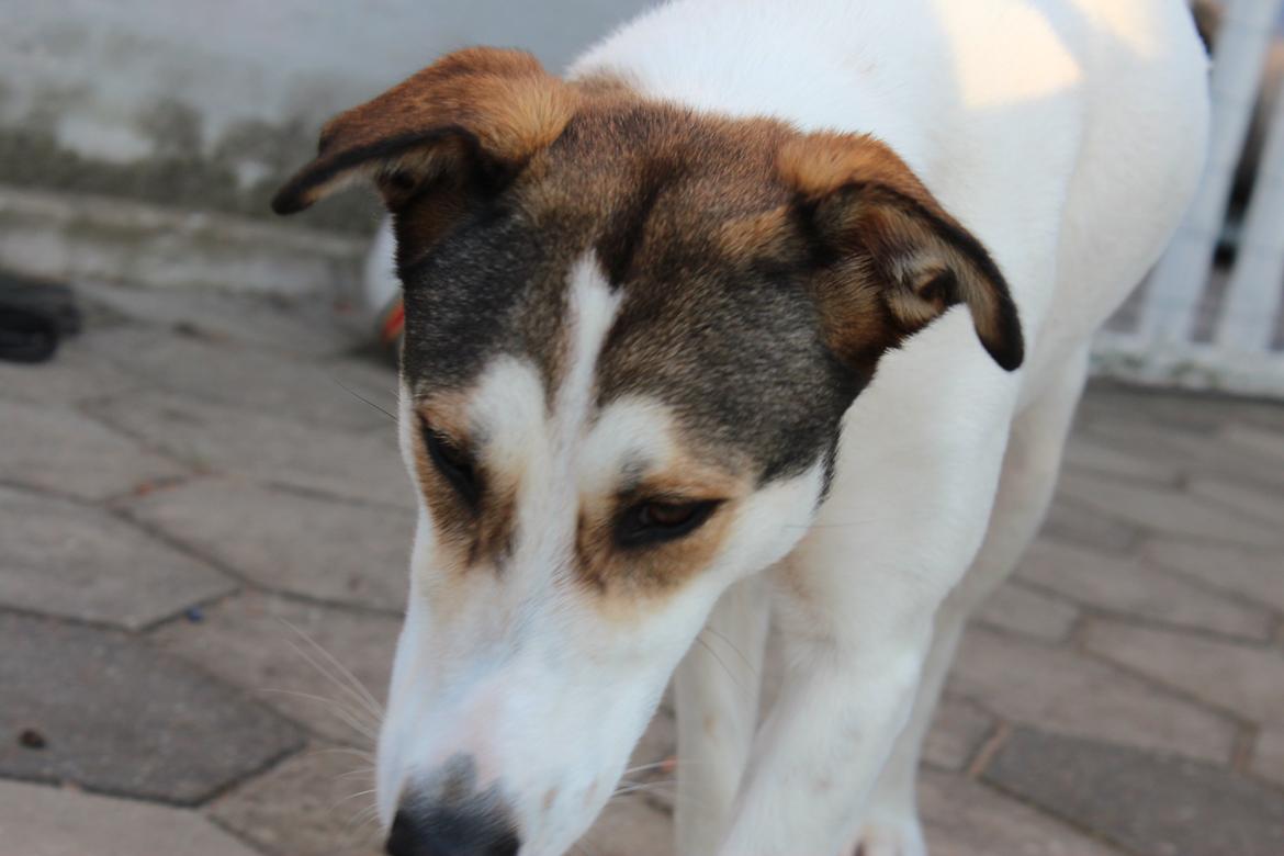 Blanding af racer Zikki billede 2