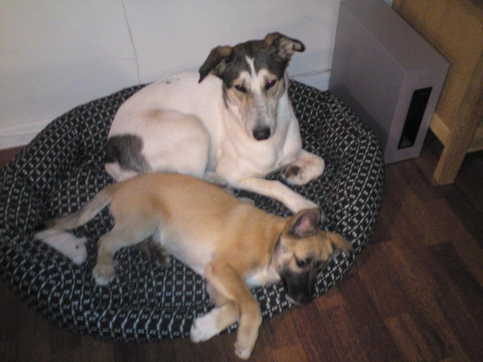 Islandsk fårehund Balder billede 3