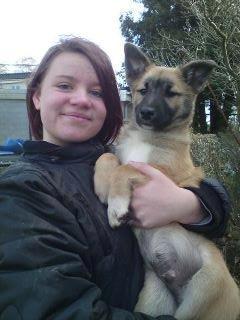 Islandsk fårehund Balder billede 4