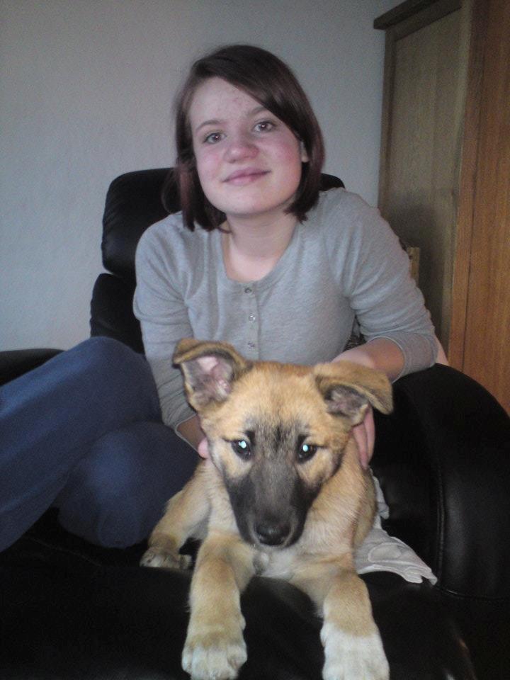 Islandsk fårehund Balder billede 5