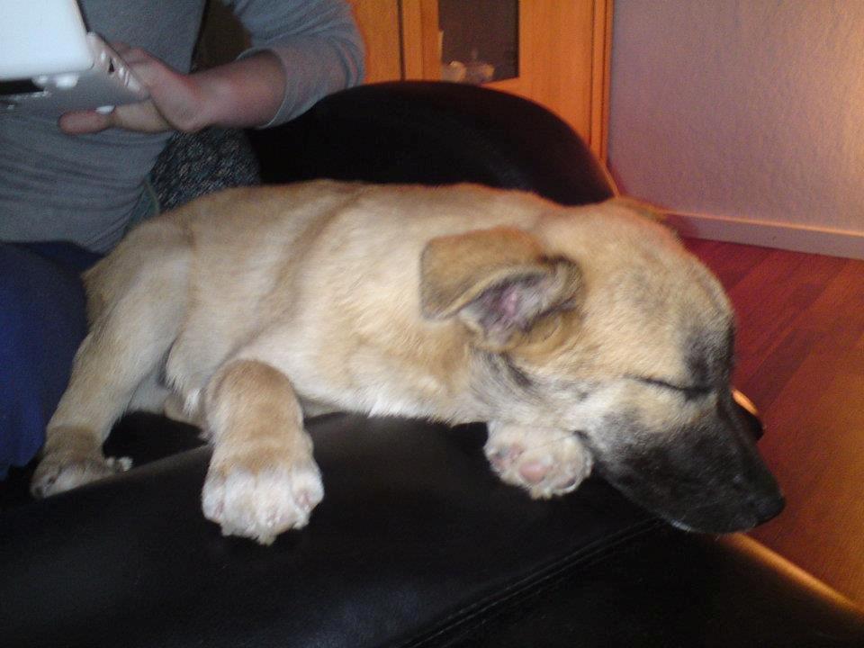 Islandsk fårehund Balder billede 2