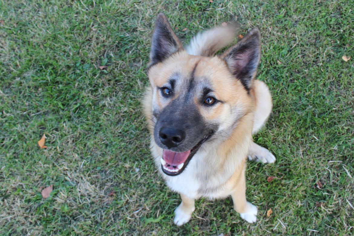 Islandsk fårehund Balder billede 1