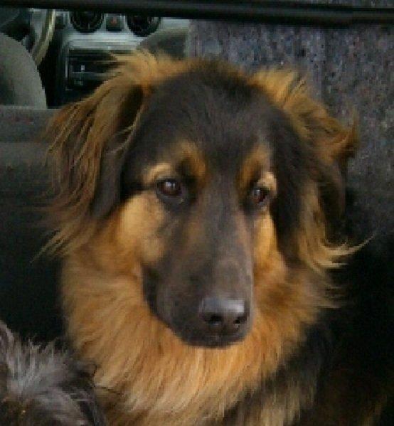 Blanding af racer Valter - Han er da fotogen - ikke? Et udseende, som børn elsker. billede 13