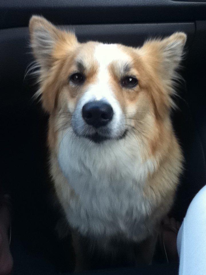 Islandsk fårehund Aisa - hygger i bilen <3 billede 2