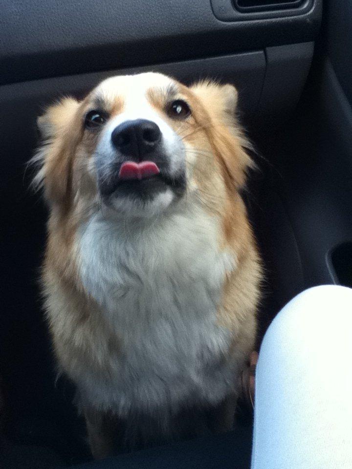 Islandsk fårehund Aisa billede 3