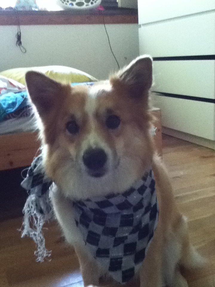 Islandsk fårehund Aisa billede 4