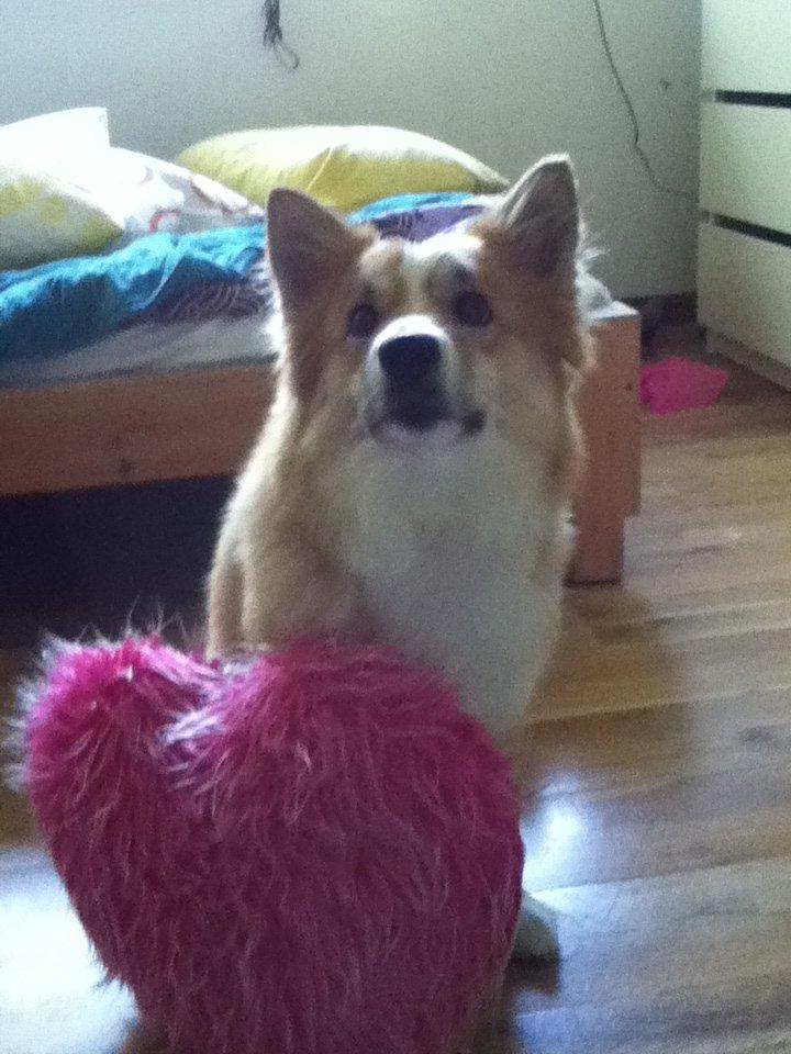 Islandsk fårehund Aisa - sweet heart<3 billede 5