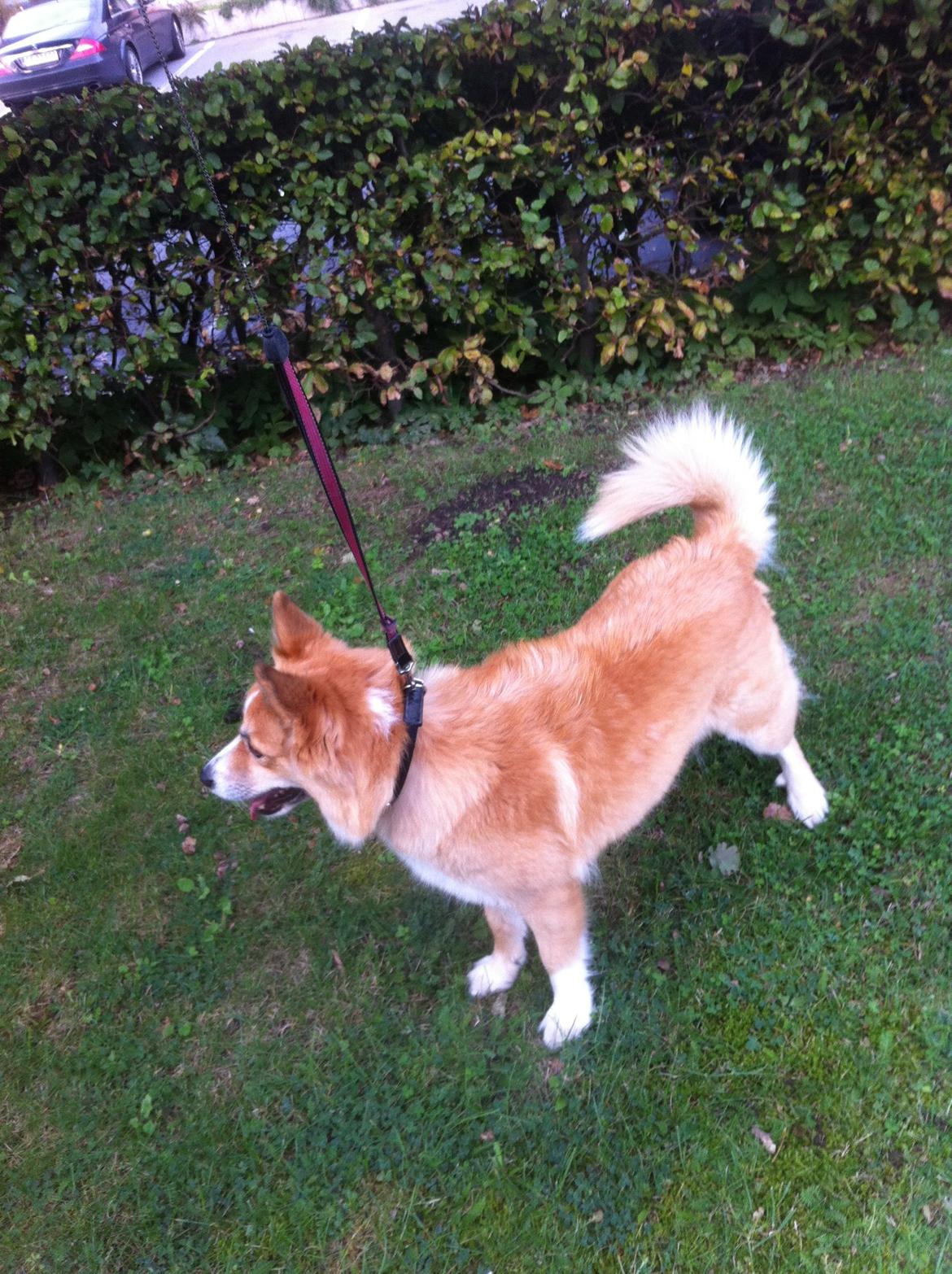 Islandsk fårehund Aisa - ude og gå billede 6