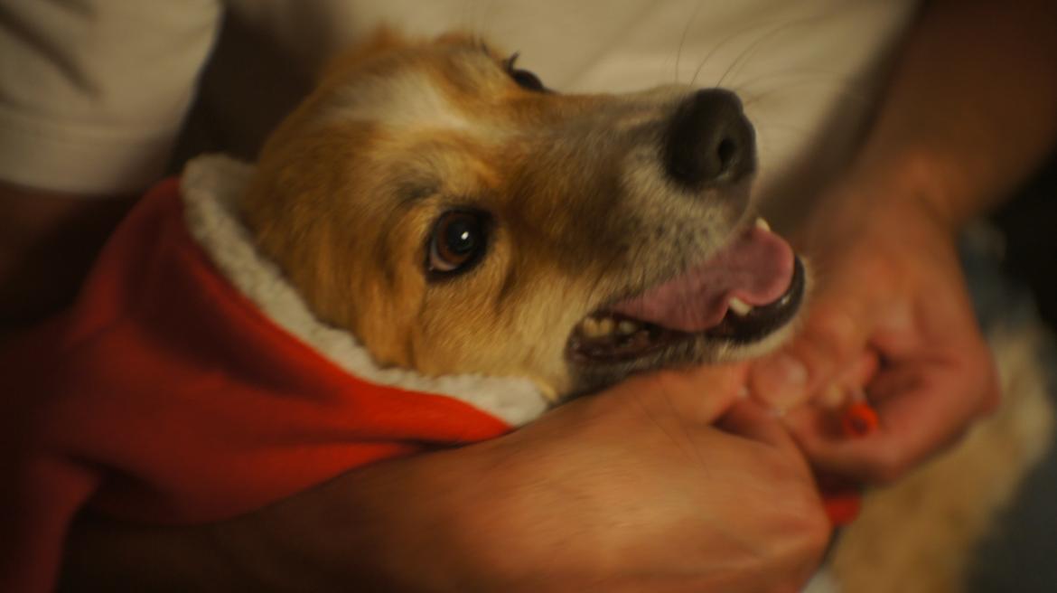 Islandsk fårehund Aisa - juleaften<3 billede 7