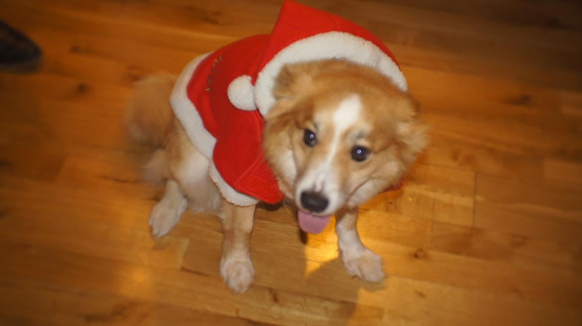 Islandsk fårehund Aisa billede 8