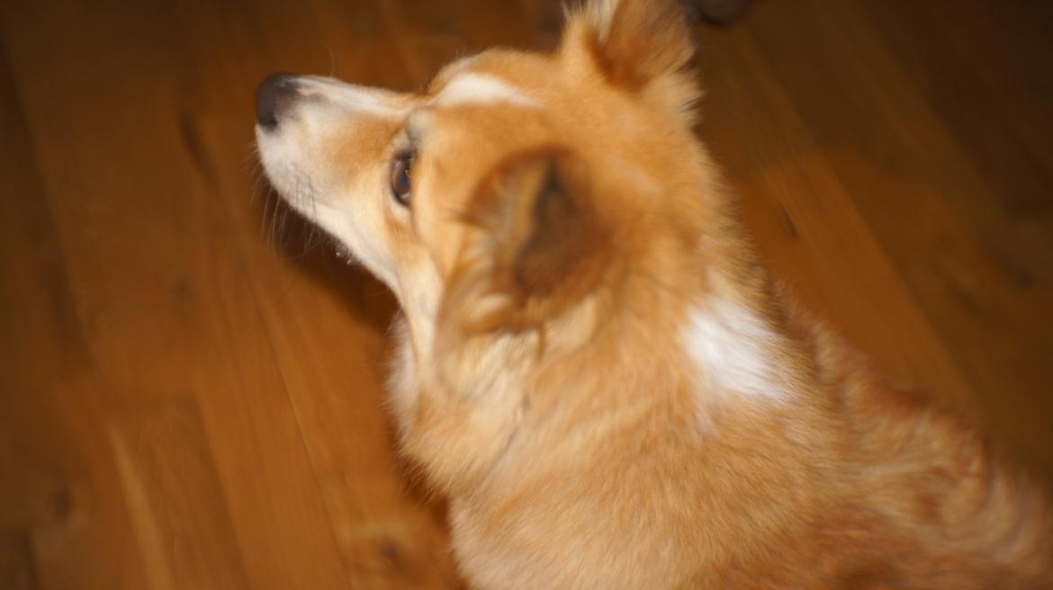 Islandsk fårehund Aisa - arrrg nuttet billede 9