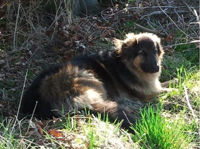 Blanding af racer Valter - Nyder lige skyggen her i sommervarmen. Vi er på vej rundt om Byghold sø - 10,2 km - jubiiiii og med vand :-) billede 3