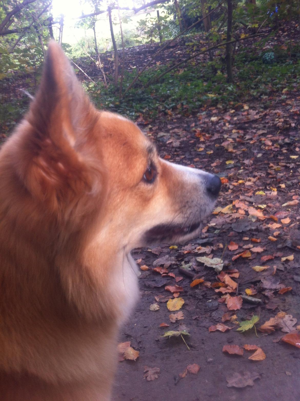 Islandsk fårehund Aisa - velkommen til Aisa's profil :D billede 1