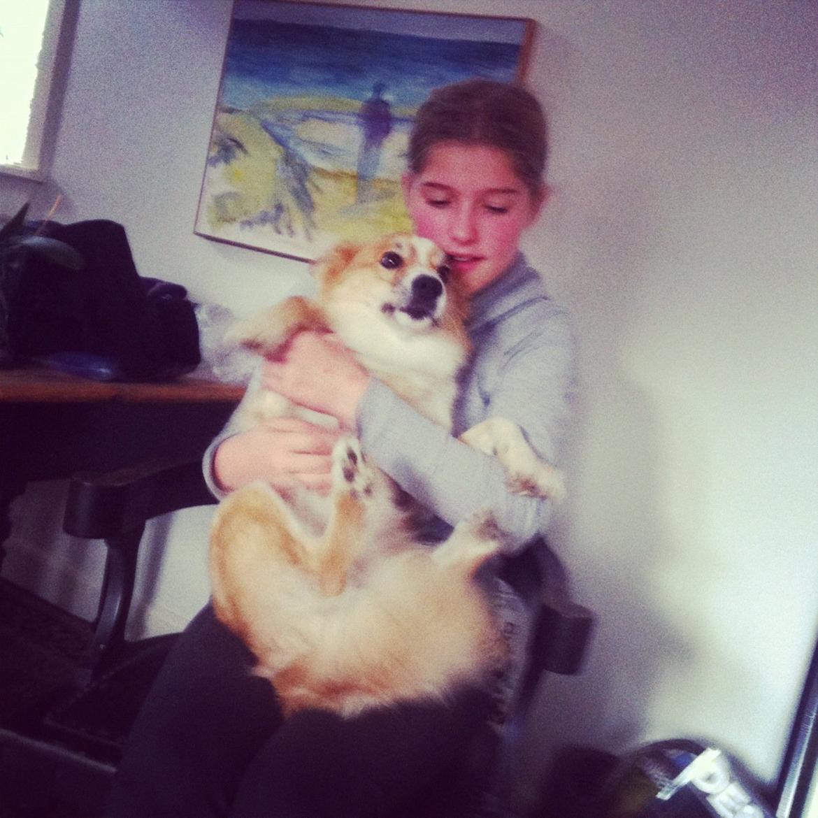 Islandsk fårehund Aisa - den dejlige hund<3 billede 10