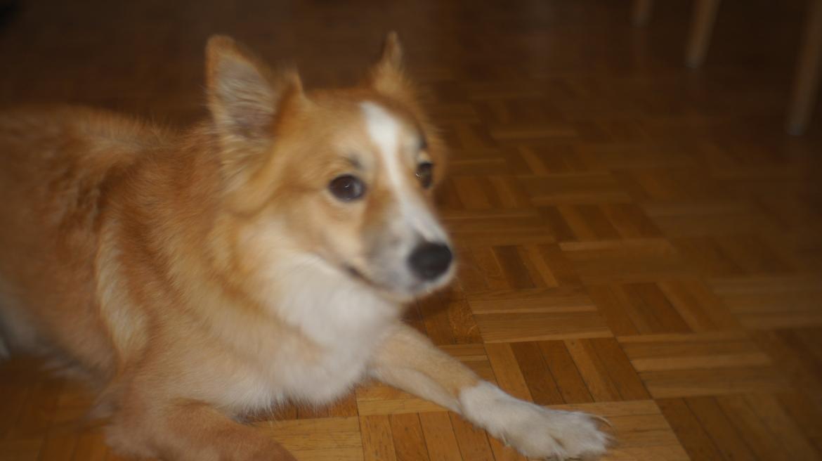 Islandsk fårehund Aisa billede 11