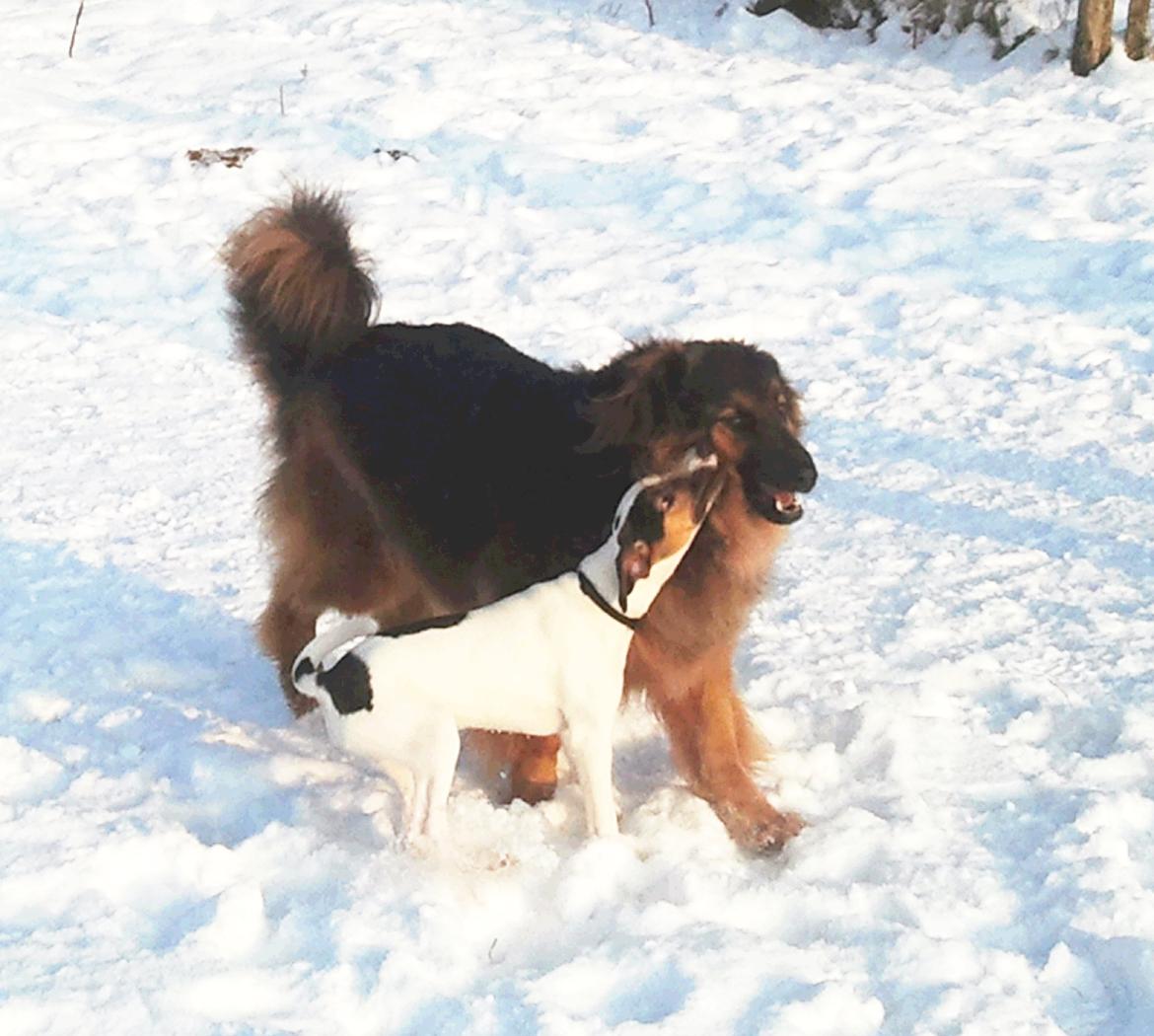 Blanding af racer Valter - Valters lille ven Charlie fra Solbjerg hundeskov. Han elsker at rykke Valter i pelsen,  så vi kalder Charlie for Valters lille parasit :-). Charlie 'hænger' på ;-) billede 15