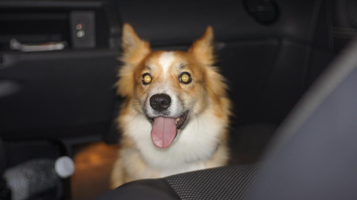 Islandsk fårehund Aisa - vampyr hun/blitz billede 12