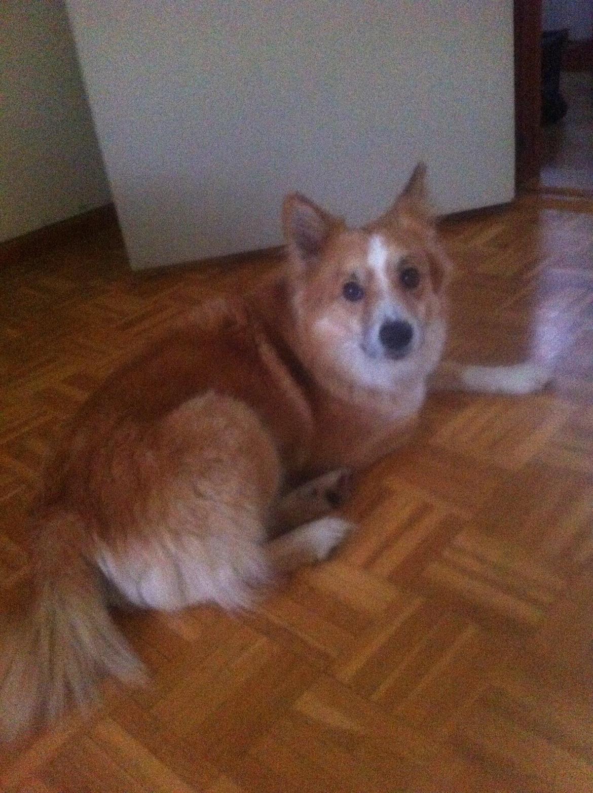 Islandsk fårehund Aisa - tak fordi du kiggede på Aisa's profil, husk at bedømme :D billede 13