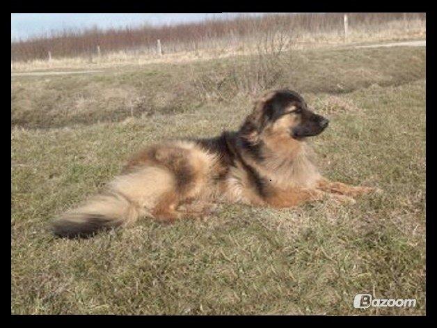 Blanding af racer Valter - Valter nyder vinden, naturen og livet. billede 12