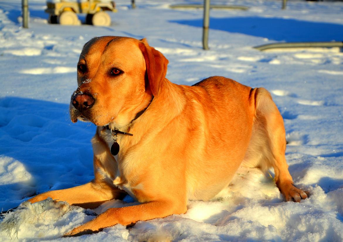 Labrador retriever Gustav - Januar 2013 billede 3