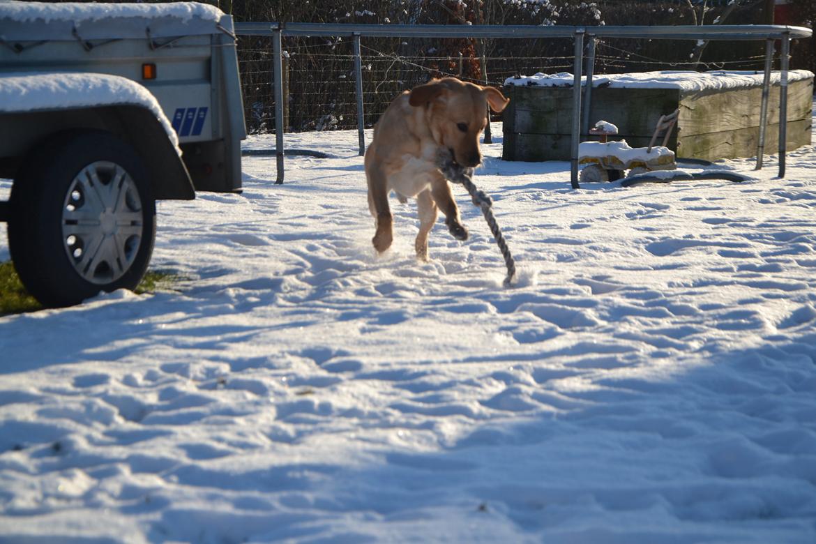 Labrador retriever Gustav - Hund i hopla! billede 6