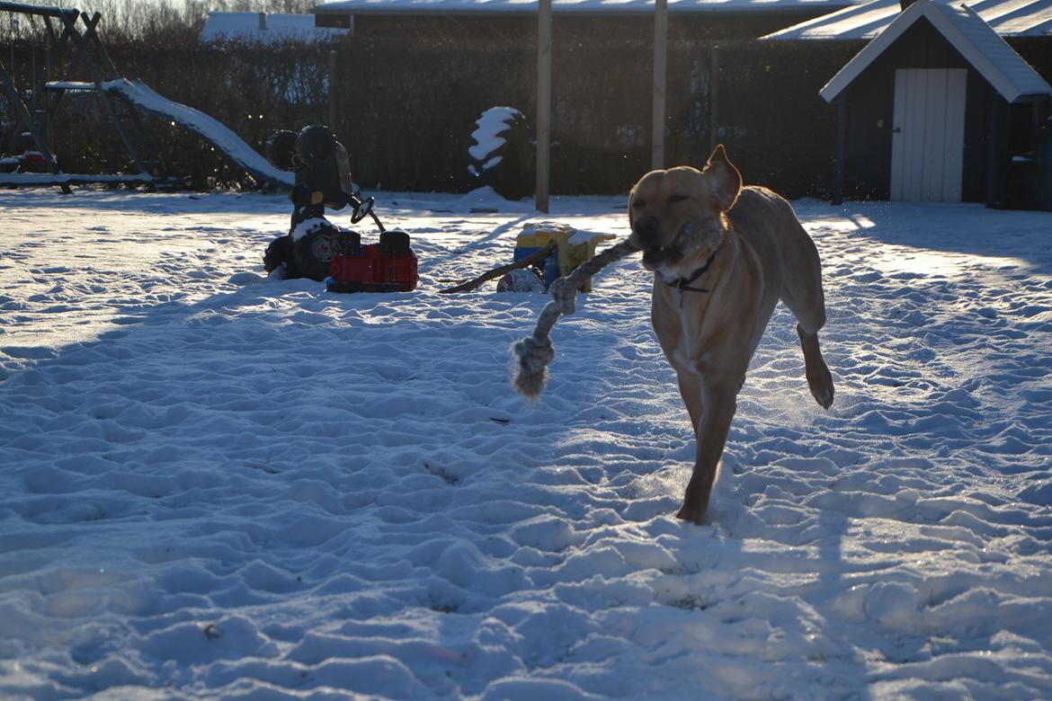 Labrador retriever Gustav - Always happy! billede 4