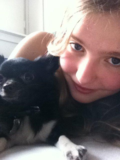 Chihuahua Livi (himmelhund) - hygger :) billede 3