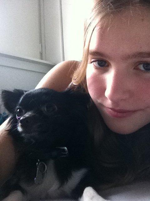 Chihuahua Livi (himmelhund) billede 4