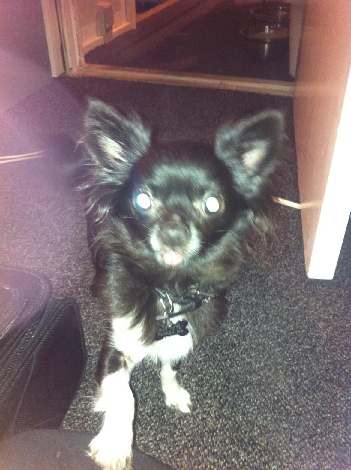 Chihuahua Livi (himmelhund) billede 2