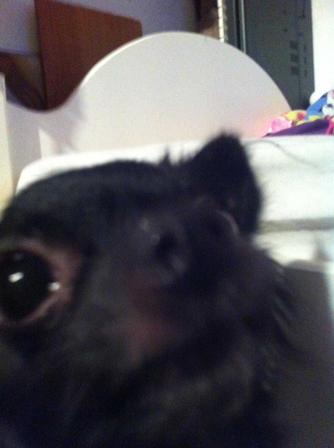 Chihuahua Livi (himmelhund) - snuuude billede 5