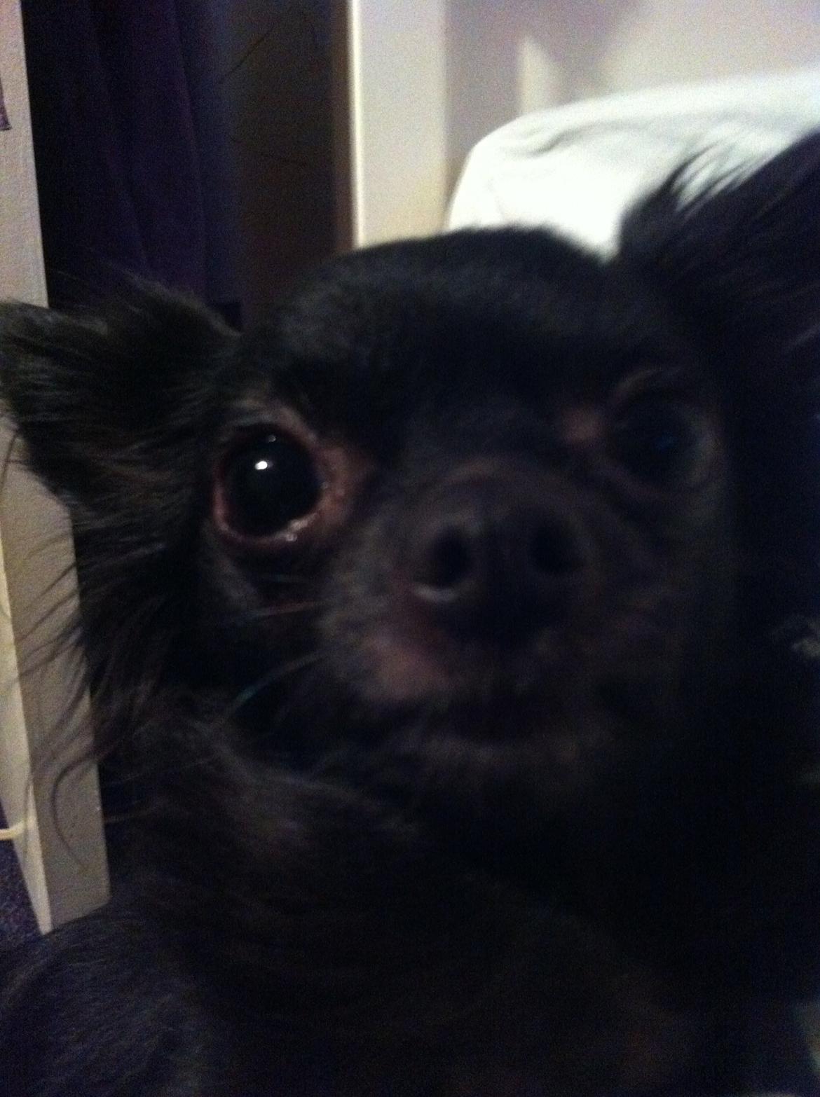 Chihuahua Livi (himmelhund) billede 6