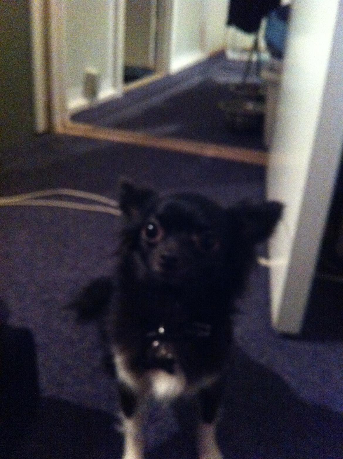 Chihuahua Livi (himmelhund) billede 7