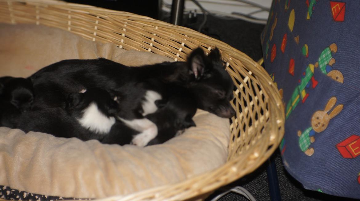 Chihuahua Livi (himmelhund) - livi med hendes dejlige kuld!!! billede 8