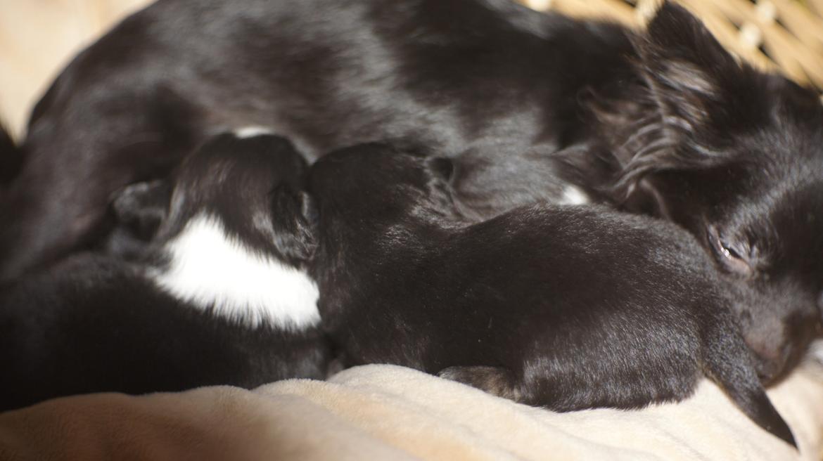 Chihuahua Livi (himmelhund) - Hvalpen til venstre hedder arthur pg den til højre hedder Anto billede 9