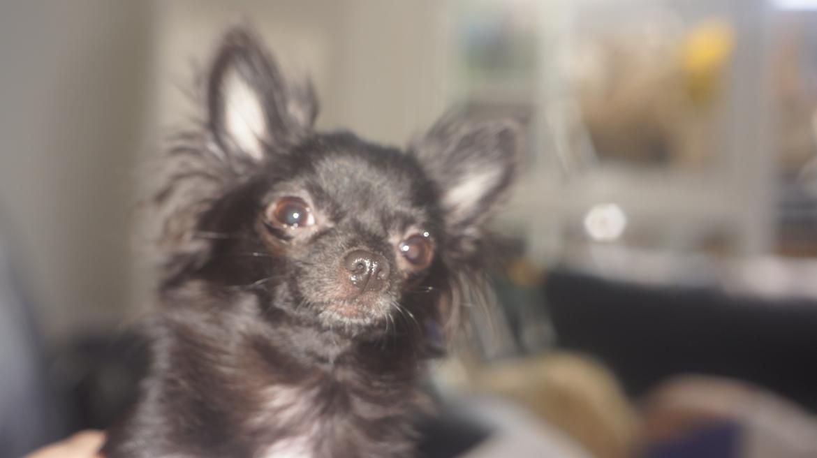 Chihuahua Livi (himmelhund) billede 10