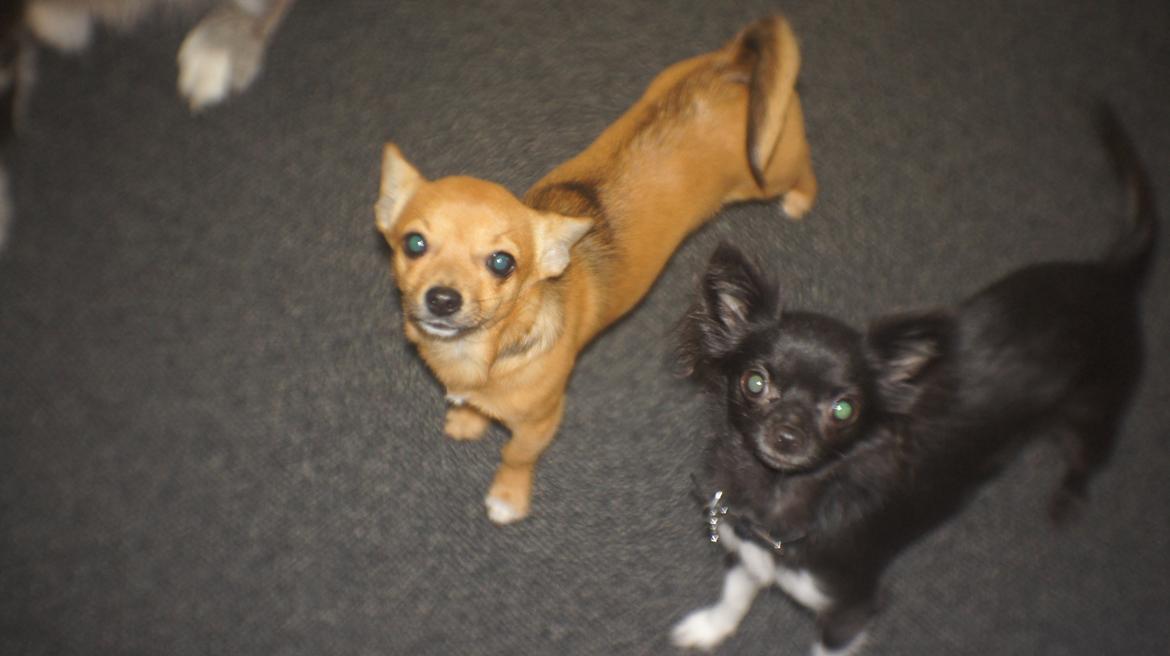 Chihuahua Livi (himmelhund) - hygger med bedstevennen/lillebror max billede 11