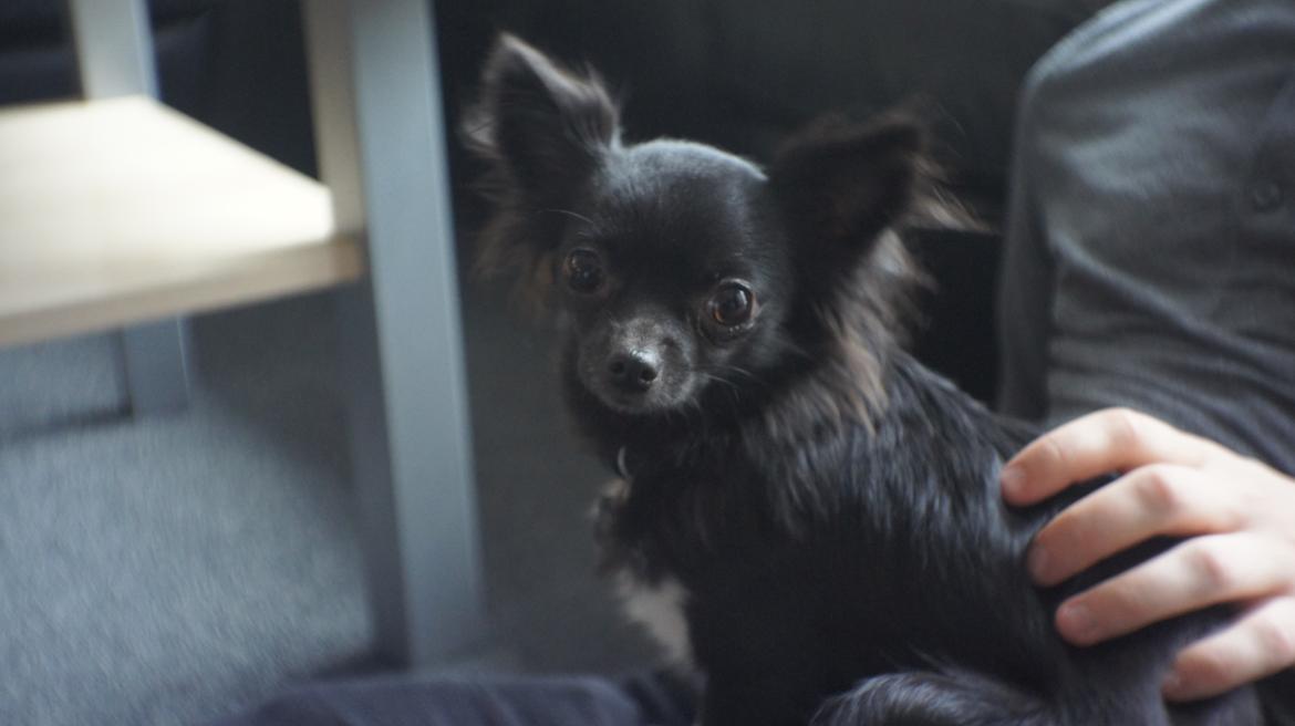 Chihuahua Livi (himmelhund) billede 12