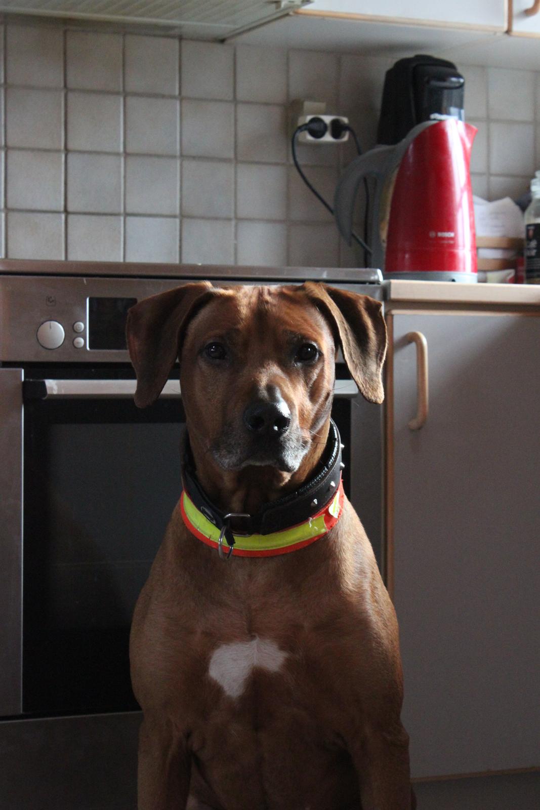 Rhodesian ridgeback Zulu billede 1